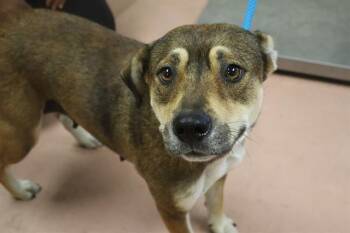 Mixed Breed Dogs Available for Adoption in Columbia, South Carolina - STELLA | PetCurious