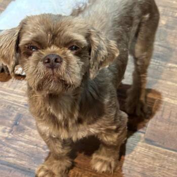 Gregory -  Shih Tzu Dog for Adoption in Pelham, New Hampshire - Gregory | PetCurious