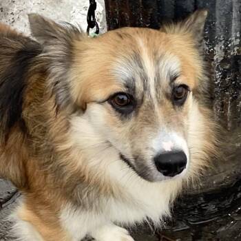 Corgi Dogs Available for Adoption - Miller | PetCurious