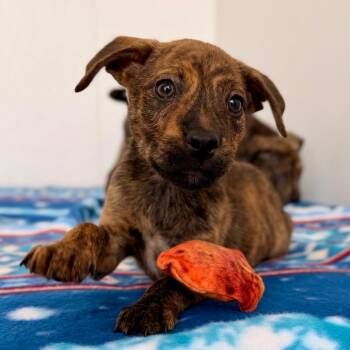 Dejah -  Mountain Cur and Mixed Breed Dog Available for Adoption in Green Bay, Wisconsin - Dejah | PetCurious