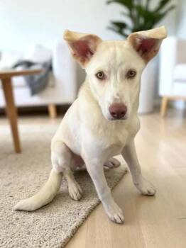 Rescue German Shepherd Dog and Siberian Husky Dogs for Adoption in Casselberry, Florida - Alan | PetCurious