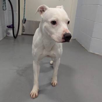Penelope -  Mixed Breed Dog for Adoption - Penelope | PetCurious