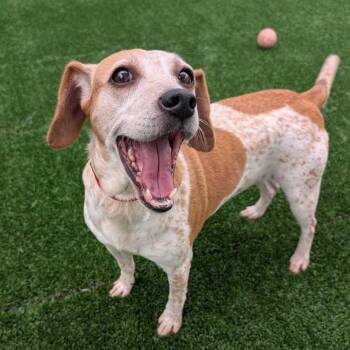 Lulu -  Beagle and Mixed Breed Dog for Adoption in Chicago, Illinois - Lulu | PetCurious