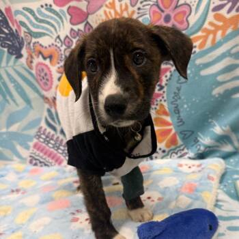 Boogie Board Brad -  Mixed Breed Dog for Adoption in Austin, Texas - Boogie Board Brad | PetCurious