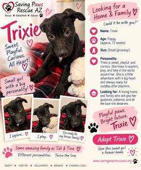 Tori Puppy - Trixie -  Mastiff and German Shepherd Dog Dog for Adoption in Glendale, Arizona - Tori Puppy - Trixie | PetCurious