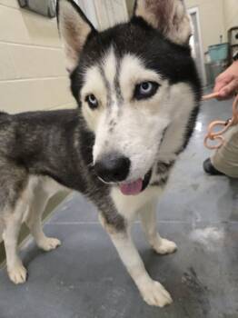 Rescue Siberian Husky Dogs for Adoption in Winder, Georgia - 2025-06-216*StevieWonder* | PetCurious