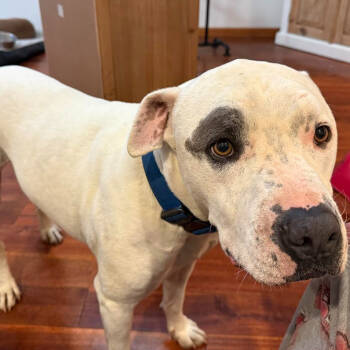 Rescue Pit Bull Terrier Dogs for Adoption in Wichita, Kansas - Petey | PetCurious