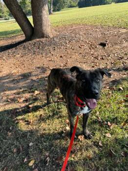 Mash Tater -  Labrador Retriever Dog for Adoption in Chattanooga, Tennessee - Mash Tater | PetCurious
