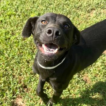 Aurora -  Black Labrador Retriever and Terrier Dog for Adoption in Parrish, Alabama - Aurora | PetCurious