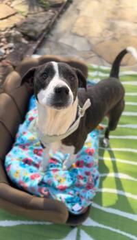 Starlight -  Mountain Cur and American Staffordshire Terrier Dog for Adoption in Houston, Texas - Starlight | PetCurious
