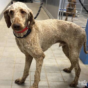 Poodle Dogs Available for Adoption in Washington, District Of Columbia - Wells | PetCurious