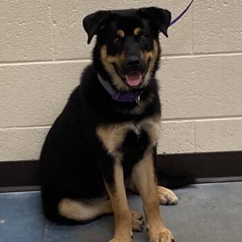 Mixed Breed Dogs Available for Adoption in Memphis, Tennessee - Nakita | PetCurious