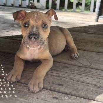 Warren -  Mixed Breed Dog for Adoption in West Olive, Michigan - Warren | PetCurious