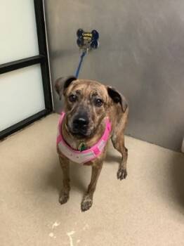 Rescue Treeing Walker Coonhound and Mixed Breed Dogs for Adoption in Fort Worth, Texas - Leia | PetCurious