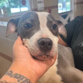 Kane -  Mixed Breed Dog for Adoption in Winston-salem, North Carolina - Kane | PetCurious