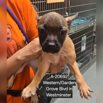 Chihuahua and Terrier Dogs Available for Adoption - WAGS-Stray-20692 | PetCurious