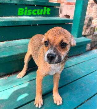 Biscuit -  Australian Shepherd and Chihuahua Dog for Adoption in Melbourne, Florida - Biscuit | PetCurious