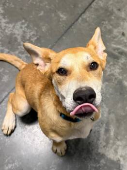 Mixed Breed Dogs Available for Adoption in Henderson, North Carolina - Jubilee | PetCurious
