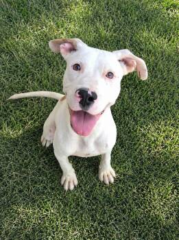 Mars -  American Staffordshire Terrier Dog for Adoption in Bandera, Texas - Mars | PetCurious