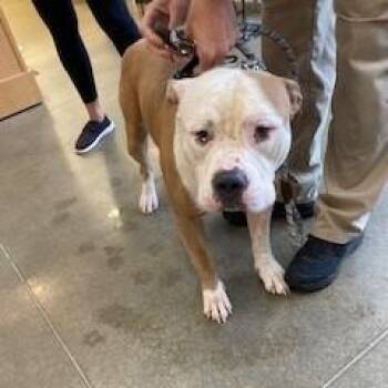 YORK-Stray-16773 -  Pit Bull Terrier Dog for Adoption in York, Pennsylvania - YORK-Stray-16773 | PetCurious