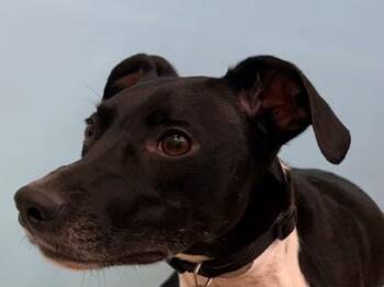 Dyna -  German Shorthaired Pointer and Italian Greyhound Dog for Adoption in Woodbury, Minnesota - Dyna | PetCurious