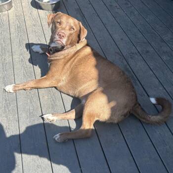 Zeus -  Shepherd and Bull Terrier Dog for Adoption in Cashmere, Washington - Zeus | PetCurious