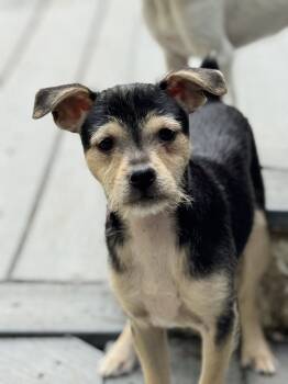 Rescue Chihuahua and Mixed Breed Dogs for Adoption in Redmond, Washington - Murphy's Irish Stout | PetCurious