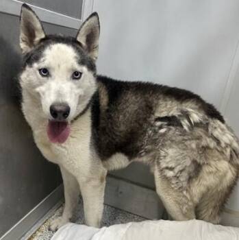 Siberian Husky Dogs Available for Adoption in Converse, Texas - Chomper | PetCurious