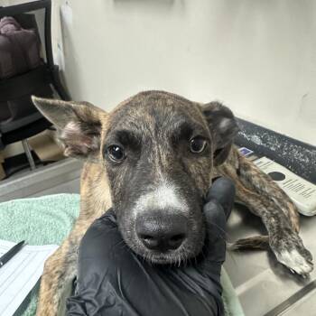AirConditioner -  Shepherd and Mixed Breed Dog for Adoption in Lakeland, Florida - AirConditioner | PetCurious