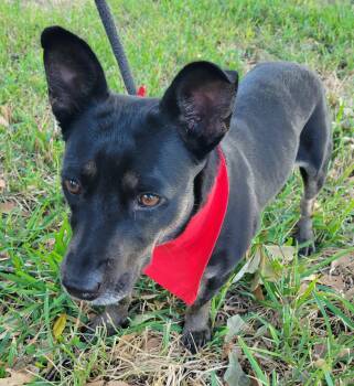 Rescue Corgi and Basset Hound Dogs for Adoption in Houston, Texas - Jasmine | PetCurious