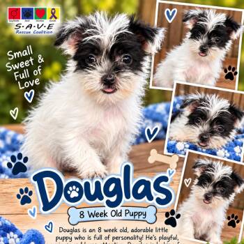 Douglas -  Terrier Dog for Adoption in Santa Fe, Texas - Douglas | PetCurious
