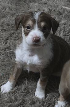 Chihuahua Dogs Available for Adoption - Raisin | PetCurious