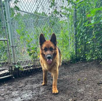 Goose -  German Shepherd Dog Dog for Adoption in New Windsor, New York - Goose | PetCurious