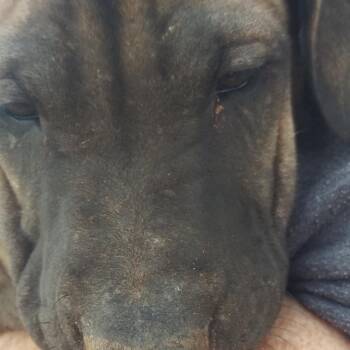 Rescue Shar Pei Dogs for Adoption in Anton, Texas - Boy 1/12 | PetCurious