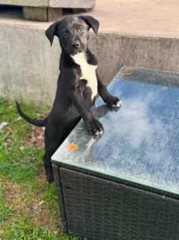 Mixed Breed Dogs Available for Adoption in Sun Prairie, Wisconsin - Adam Bomb | PetCurious