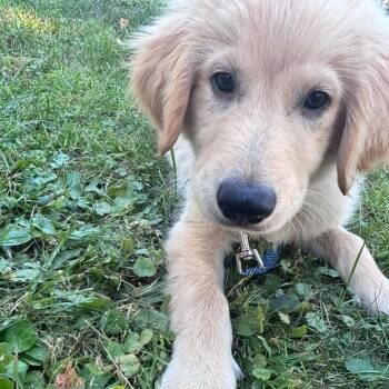 Henry -  Labrador Retriever and Mixed Breed Dog for Adoption in Alma, Wisconsin - Henry | PetCurious