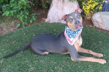 GEORGE -  Doberman Pinscher and Pit Bull Terrier Dog for Adoption in Oklahoma City, Oklahoma - GEORGE | PetCurious