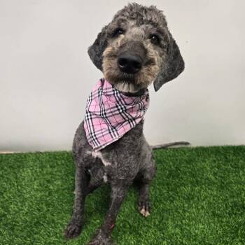 Robin -  Standard Poodle and Mixed Breed Dog for Adoption in Columbia, Missouri - Robin | PetCurious
