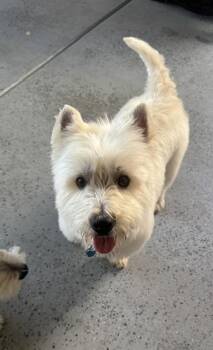 Louis -  West Highland White Terrier Westie Dog for Adoption in Huntington Beach, California - Louis | PetCurious