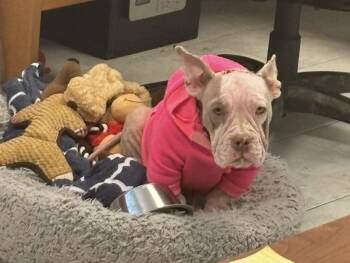 Petunia (In Foster) -  English Bulldog Dog Available for Adoption in Elmwood, Louisiana - Petunia (In Foster) | PetCurious