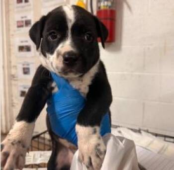 Sully -  Mixed Breed Dog for Adoption in West Chester, Pennsylvania - Sully | PetCurious
