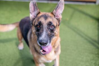 Toby -  German Shepherd Dog Dog for Adoption in Hilton Head Island, South Carolina - Toby | PetCurious