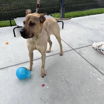 Shepherd and Boxer Dogs Available for Adoption in Hawthorne, California - Daisy | PetCurious