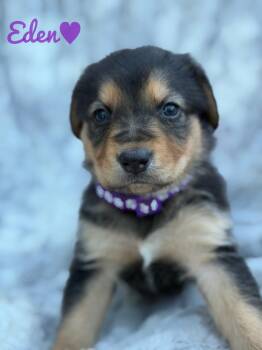 Eden -  German Shepherd Dog Dog for Adoption in Pleasant Hill, California - Eden | PetCurious