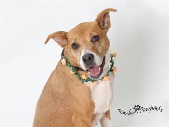 LEXI -  Black Mouth Cur Dog for Adoption in Omaha, Nebraska - LEXI | PetCurious