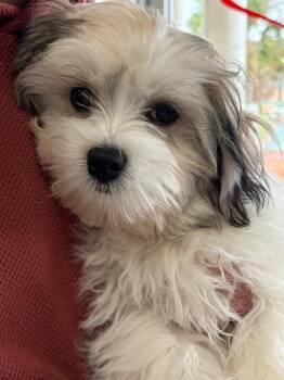 Woody -  Maltese and Shih Tzu Dog for Adoption in St. Augustine, Florida - Woody | PetCurious