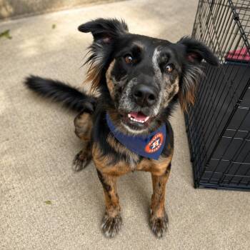 Australian Shepherd Dogs Available for Adoption in Houston, Texas - Jovi | PetCurious