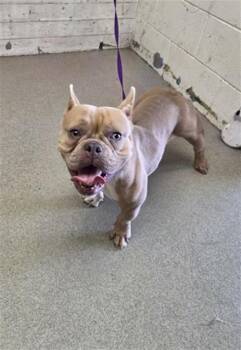 LORAIN -  French Bulldog Dog for Adoption in San Bernardino, California - LORAIN | PetCurious