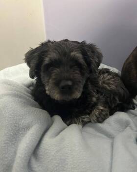 Lhasa Apso Dogs Available for Adoption - Luna | PetCurious