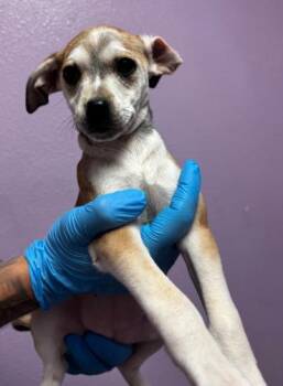 Mixed Breed Dogs Available for Adoption in El Paso, Texas - 60791587 | PetCurious
